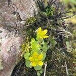 Attēlu rezultāti vaicājumam “Saxifraga cymbalaria flower”