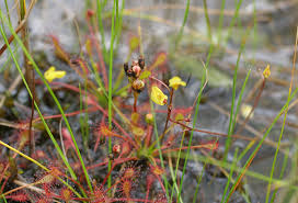 Attēlu rezultāti vaicājumam “Utricularia intermedia bud”