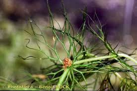 Attēlu rezultāti vaicājumam “Ceratophyllum submersum leaf”