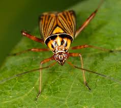 Attēlu rezultāti vaicājumam “Rhabdomiris striatellus imago”
