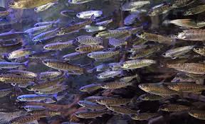 Image result for Oncorhynchus kisutch