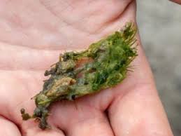 Attēlu rezultāti vaicājumam “Chara intermedia”