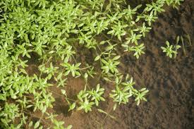 Attēlu rezultāti vaicājumam “Callitriche cophocarpa leaf”