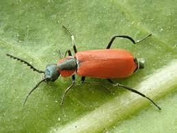 Attēlu rezultāti vaicājumam “Anthocomus rufus”