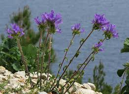 Image result for Campanula lingulata