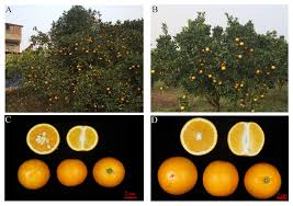Attēlu rezultāti vaicājumam “Juglans x sinensis fruit”