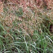 Attēlu rezultāti vaicājumam “Hierochloe odorata”