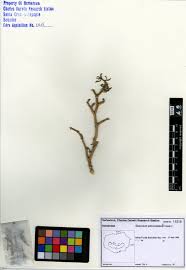 Attēlu rezultāti vaicājumam “Enteridium liceoides sessile”