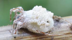 Attēlu rezultāti vaicājumam “Torrubiella arachnophila”