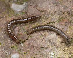 Attēlu rezultāti vaicājumam “Craspedosoma rawlinsi”