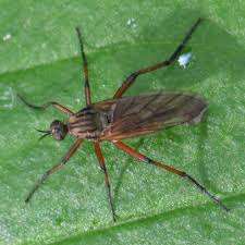 Attēlu rezultāti vaicājumam “Empis sp.”