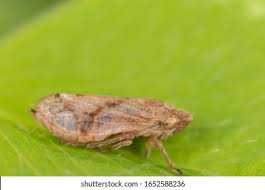 Attēlu rezultāti vaicājumam “Aphrophora alni nymph”