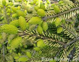 Attēlu rezultāti vaicājumam “Picea orientalis”