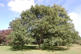 Attēlu rezultāti vaicājumam “Quercus rubra”