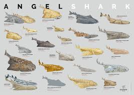 Image result for Squatina dumeril