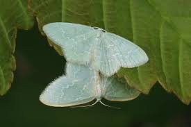 Attēlu rezultāti vaicājumam “Jodis putata”