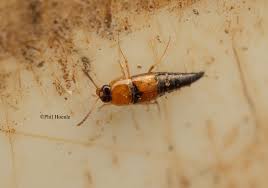 Attēlu rezultāti vaicājumam “Tachyporus sp.”