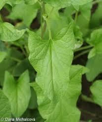 Attēlu rezultāti vaicājumam “Chenopodium bonus-henricus leaf”