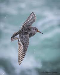 Attēlu rezultāti vaicājumam “Calidris maritima”