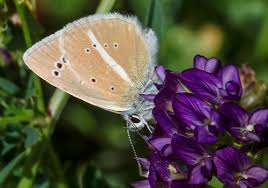 Attēlu rezultāti vaicājumam “Agrodiaetus damon underside”