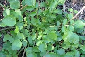 Image result for Rorippa nasturtium-aquaticum