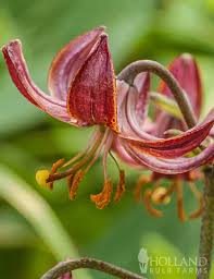 Attēlu rezultāti vaicājumam “Lilium martagon bud”