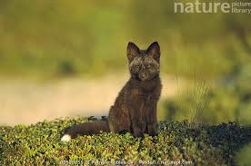 Attēlu rezultāti vaicājumam “Vulpes vulpes  juvenile”