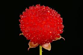 Attēlu rezultāti vaicājumam “Rubus illecebrosus fruit”