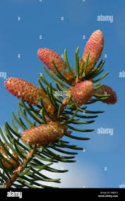 Attēlu rezultāti vaicājumam “Picea abies male flower”