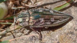 Attēlu rezultāti vaicājumam “Chalcophora mariana”