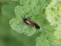Attēlu rezultāti vaicājumam “Adelphocoris seticornis”