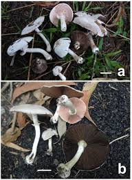 Attēlu rezultāti vaicājumam “Agaricus”