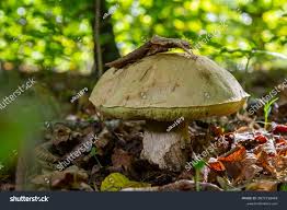 Attēlu rezultāti vaicājumam “Gyroporus cyanescens”