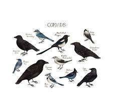 Attēlu rezultāti vaicājumam “Corvidae”
