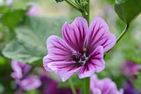 Image result for Malva sylvestris