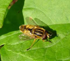 Attēlu rezultāti vaicājumam “Helophilus sp.”