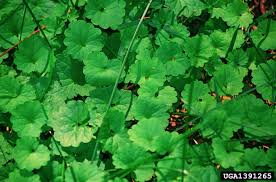 Attēlu rezultāti vaicājumam “Glechoma hederacea leaf”