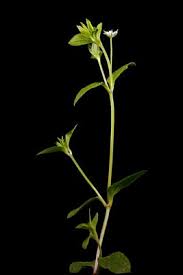 Attēlu rezultāti vaicājumam “Moehringia trinervia”