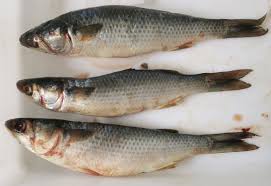 Image result for Mugil