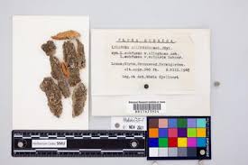 Attēlu rezultāti vaicājumam “Lecanora allophana”