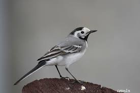 Image result for Motacilla alba