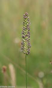Attēlu rezultāti vaicājumam “Cynosurus cristatus flower”