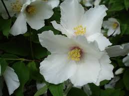 Attēlu rezultāti vaicājumam “Philadelphus coronarius flower”