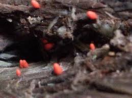 Attēlu rezultāti vaicājumam “Lycogala conicum young”