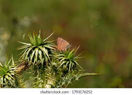 Attēlu rezultāti vaicājumam “Satyrium w-album underside”