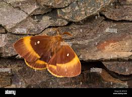 Attēlu rezultāti vaicājumam “Lasiocampa quercus imago”