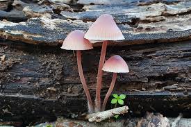 Attēlu rezultāti vaicājumam “Mycena haematopus”
