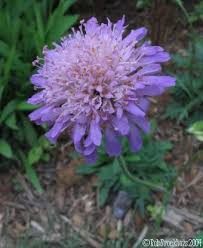 Attēlu rezultāti vaicājumam “Knautia arvensis flower”