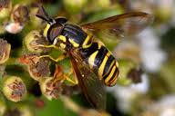 Attēlu rezultāti vaicājumam “Chrysotoxum sp.”