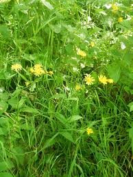 Attēlu rezultāti vaicājumam “Crepis paludosa leaf”